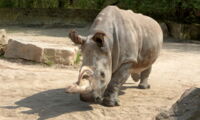 Northern White Rhino Nabire at Safari Park Dvůr Králové (photo by Hynek Glos)