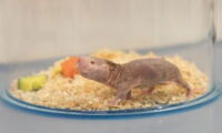 Naked mole rat at Leibniz-IZW, Photo: Jan Zwilling