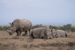 Northern White Rhinos Najin and Fatu and Southern White Rhino Tauwo at Ol Pejeta Conservancy (photo by Jan Zwilling) Northern White Rhinos Najin and Fatu and Southern White Rhino Tauwo at Ol Pejeta Conservancy (photo by Jan Zwilling)
