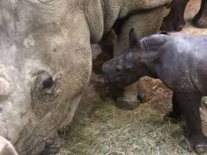 Newborn southern white rhino, 1.5 hours after birth in Salzburg Zoo. Photo: Robert Hermes Newborn southern white rhino, 1.5 hours after birth in Salzburg Zoo. Photo: Robert Hermes