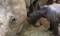 Newborn southern white rhino, 1.5 hours after birth in Salzburg Zoo. Photo: Robert Hermes