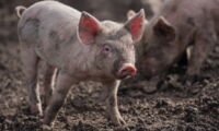 Domestic boar (Photo: Nicolas Castez - unsplash.com)