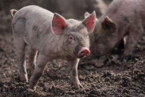 Domestic boar (Photo: Nicolas Castez - unsplash.com)