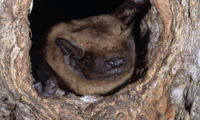 Nyctalus noctula, Foto: Uwe Hoffmeister
