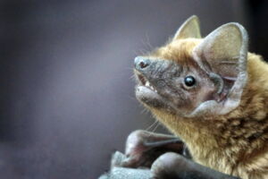 Greater mouse-eared bat (photo: Karin Schneeberger) Greater mouse-eared bat (photo: Karin Schneeberger)