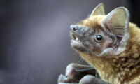 Common noctule (photo: Carolin Scholz)