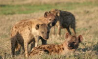 Three hyena males with a female (photo: Oliver Höner)
