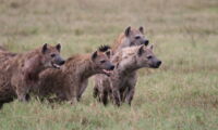 Group of hyenas during a border conflict, Foto: Oliver Höner/Leibniz-IZW