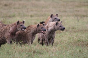 Group of hyenas during a border conflict, Foto: Oliver Höner/Leibniz-IZW Group of hyenas during a border conflict, Foto: Oliver Höner/Leibniz-IZW
