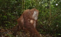 Orang-utan with infant. Photo: Andrew Hearn & Joanna Ross