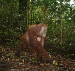 Orang-utan with infant. Photo: Andrew Hearn & Joanna Ross