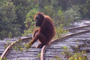 Orang-Utan: Dr Erik Meijaard of Borneo Futures, Jakarta Orang-Utan: Dr Erik Meijaard of Borneo Futures, Jakarta