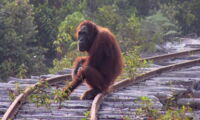 Dr Erik Meijaard of Borneo Futures, Jakarta