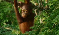 Orang-Utang, Foto: Rhino and Forest Fund e.V.