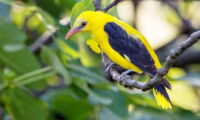 Europasian golden oriole (By Kookaburra 81 - Own work, CC BY-SA 4.0, https://commons.wikimedia.org/w/index.php?curid=59190887)