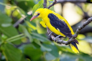 Europasian golden oriole (By Kookaburra 81 - Own work, CC BY-SA 4.0, https://commons.wikimedia.org/w/index.php?curid=59190887) Europasian golden oriole (By Kookaburra 81 - Own work, CC BY-SA 4.0, https://commons.wikimedia.org/w/index.php?curid=59190887)