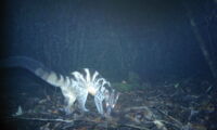 Owston´s civet, Photo: Leibniz-IZW