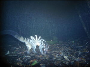 Owston´s civet, Photo: Leibniz-IZW Owston´s civet, Photo: Leibniz-IZW