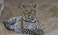 Javan leopard (Panthera pardus melas). Photo: Christian Kern/Tierpark Berlin