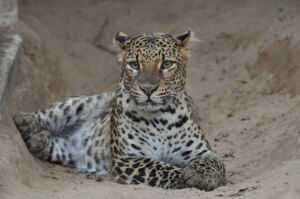 Javan leopard (Panthera pardus melas). Photo: Christian Kern/Tierpark Berlin Javan leopard (Panthera pardus melas). Photo: Christian Kern/Tierpark Berlin