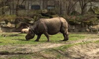 One Horned Rhinoceros (Rhinoceros unicornis). Photo: Steven Seet/IZW