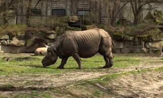 Rhinoceros unicornis. Photo: Steven Seet/IZW Rhinoceros unicornis. Photo: Steven Seet/IZW