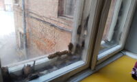 Common noctules trapped in urban window in the Ukrain war zone (photo: A. But)