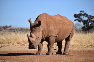 Southern white rhino in South Africa (Photo: Nicole Wreyford/unsplash) Southern white rhino in South Africa (Photo: Nicole Wreyford/unsplash)