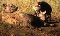 Spotted Hyena (Crocuta crocuta), Photo: Marion L East