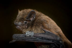 Nathusius' bat (Pipistrellus nathusii). Photo by Oliver Lindecke Nathusius' bat (Pipistrellus nathusii). Photo by Oliver Lindecke