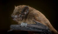 Nathusius' bat (Pipistrellus nathusii). Photo by Oliver Lindecke