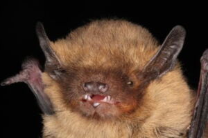 Soprano pipistrelle (Pipistrellus pygmaeus). A small European bat, that probably undergoes long distance migrations. Photo: CC Voigt/ IZW The soprano pipistrelle (Pipistrellus pygmaeus). Photo: CC Voigt/ IZW