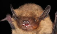 soprano pipistrelle (Pipistrellus pygmaeus)