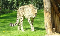 Cheetah in Planckendael Zoo (The Netherlands). Photo: Ad Meskens (Wikimedia Commons)