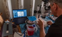 Searching for oocytes in the field lab in Kenya (photo: BioRescue/Rio the photographer)