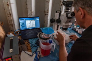 Searching for oocytes in the field lab in Kenya (photo: BioRescue/Rio the photographer) Searching for oocytes in the field lab in Kenya (photo: BioRescue/Rio the photographer)