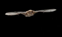 Nathusius' pipistrelle bat (Pipistrellus nathusii), photo: René Janssen