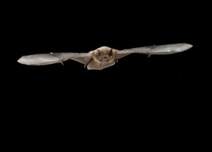 Nathusius' pipistrelle bat (Pipistrellus nathusii), photo: René Janssen Nathusius' pipistrelle bat (Pipistrellus nathusii), photo: René Janssen