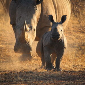 White rhino with offspring in South Africa (Photo: Robynne Prinsloo) White rhino with offspring in South Africa (Photo: Robynne Prinsloo)