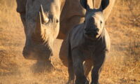 White rhino with offspring in South Africa (Photo: Robynne Prinsloo)