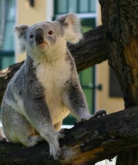 Koalas at the Tiergarten Schönbrunn in Vienna, Austria