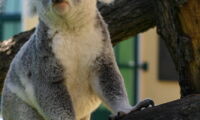 Koalas at the Tiergarten Schönbrunn in Vienna, Austria