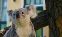 Koalas have a funny diet - do they have funny bacteria?
