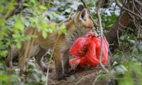 A city fox is searching for food. Photo: S. Kramer-Schadt/Leibniz-IZW