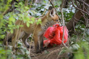 A city fox is searching for food. Photo: S. Kramer-Schadt/Leibniz-IZW A city fox is searching for food. Photo: S. Kramer-Schadt/Leibniz-IZW