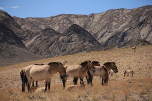 Przewalski's horses. Photo: Ludovic Orlando