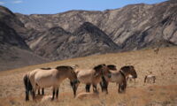 Przewalski's horses. Photo: Ludovic Orlando