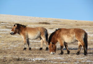 Przewalski horse Autor: Kustanay Przewalski horse Autor: Kustanay