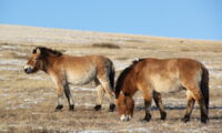 Przewalski horse Autor: Kustanay