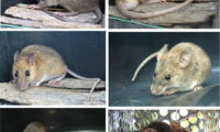 Bandicota indica, Leopoldamys edwarsi, Maxomys surifer, Mus cookii, Rattus exulans, Rattus tanezumi (from left to right). Photos: Serge Morand/IZW